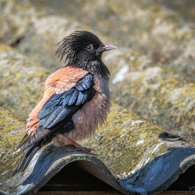 �� ����� ���� ������...