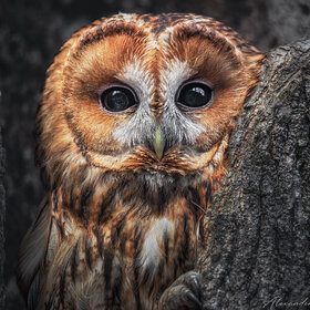 ����� �������