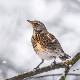 ����� ����