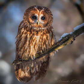 ������ � ������