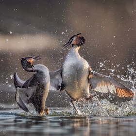 ������ ������