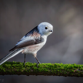 ����������...