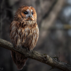 � ������ ������