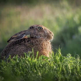 �������� ���