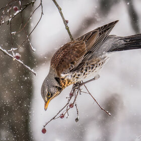 �������, �������...